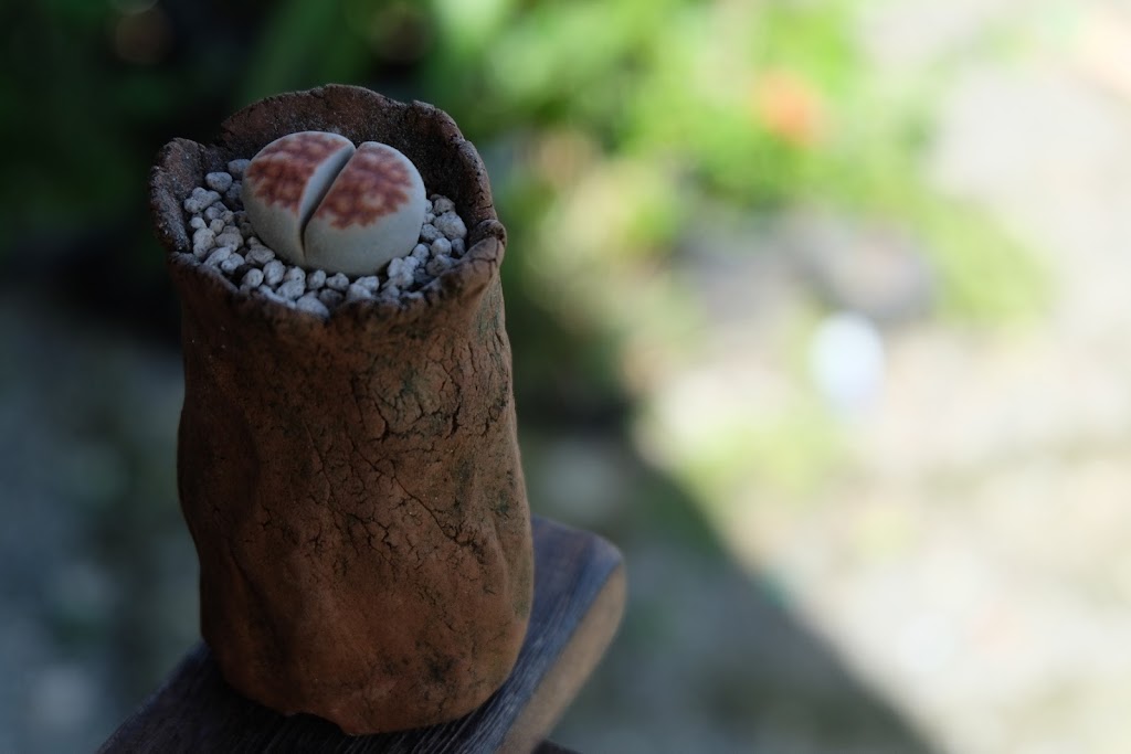 How to Take Care of Lithops in the Philippines Pinoy Bonsai