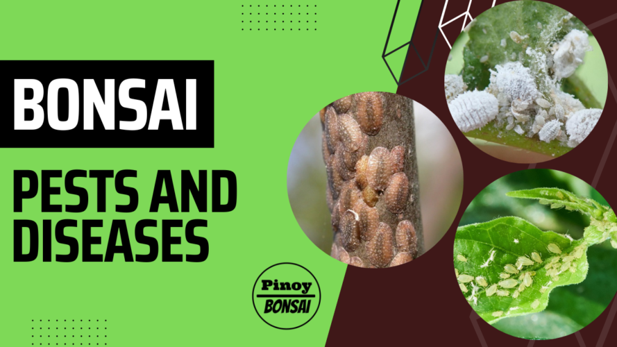 Bonsai Pests And Diseases Pinoy Bonsai