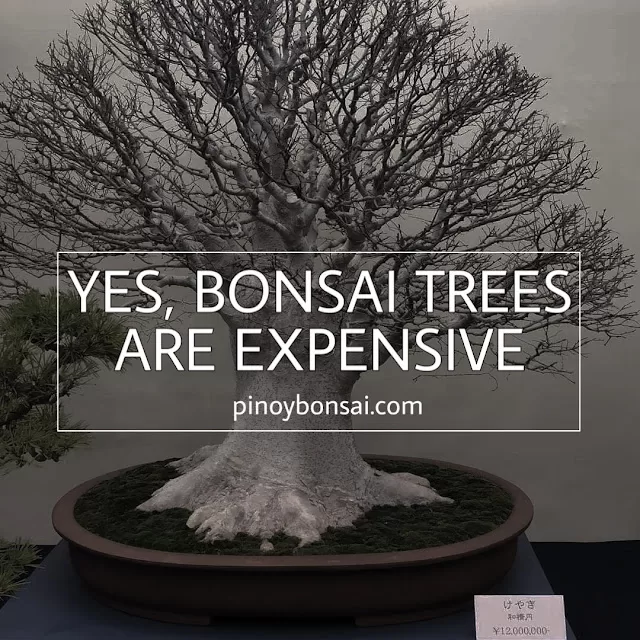 Yes, Bonsai Trees Are Expensive - Pinoy Bonsai