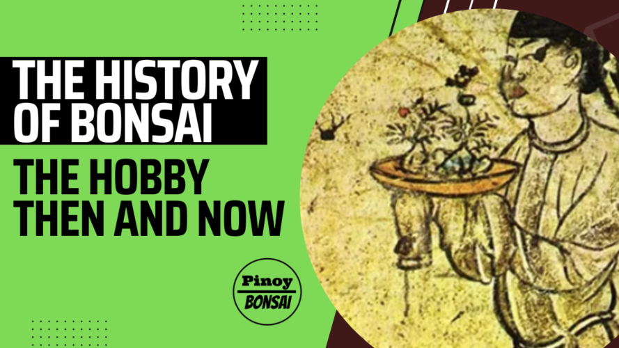 The History of Bonsai - Pinoy Bonsai