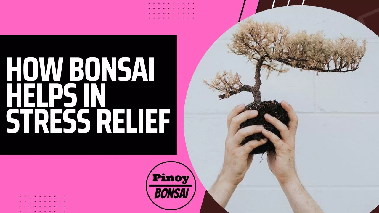 ficus retusa bonsai cura Ficus Retusa | Bonsai Ficus Retusa in 6” Pot - Potted Ficus Ginseng Bonsai  Tree for sale main image 1